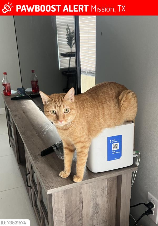Lost Male Cat last seen Shary rd, Mission, TX 78572