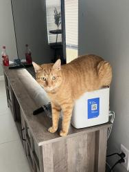 Lost Male Cat last seen Shary rd, Mission, TX 78572