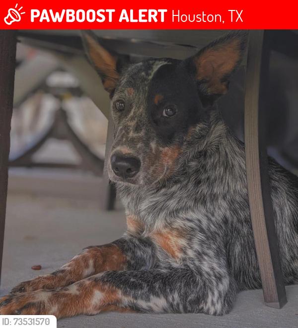 Lost Male Dog last seen Perry Road and 1960, Houston, TX 77064