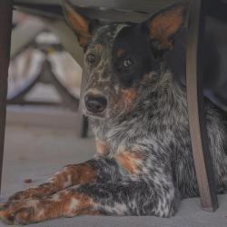 Lost Male Dog last seen Perry Road and 1960, Houston, TX 77064