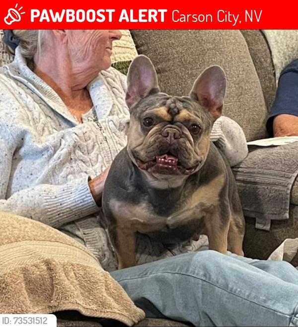 Lost Female Dog last seen Topsy Ln/395 S Hwy, Carson City, NV 89705