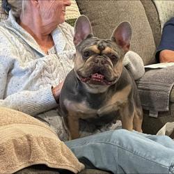 Lost Female Dog last seen Topsy Ln/395 S Hwy, Carson City, NV 89705