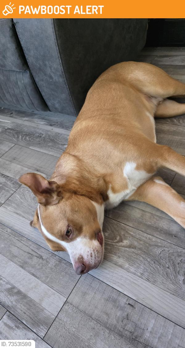 Found/Stray Male Dog last seen 58th and Franklin, North Washington, CO 80216