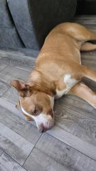 Found/Stray Male Dog last seen 58th and Franklin, North Washington, CO 80216