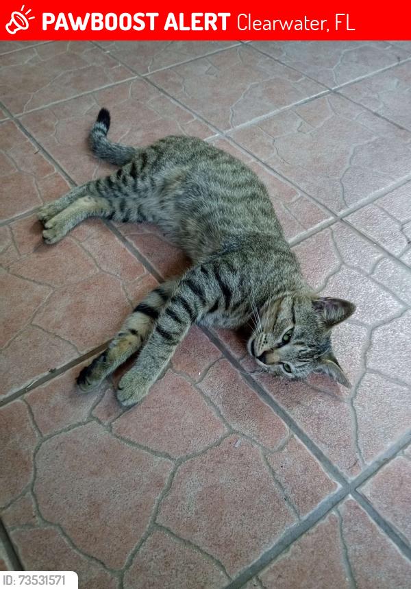 Lost Male Cat last seen Hercules' and Cincinnati near drew st, Clearwater, FL 33765