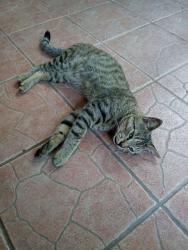 Lost Male Cat last seen Hercules' and Cincinnati near drew st, Clearwater, FL 33765