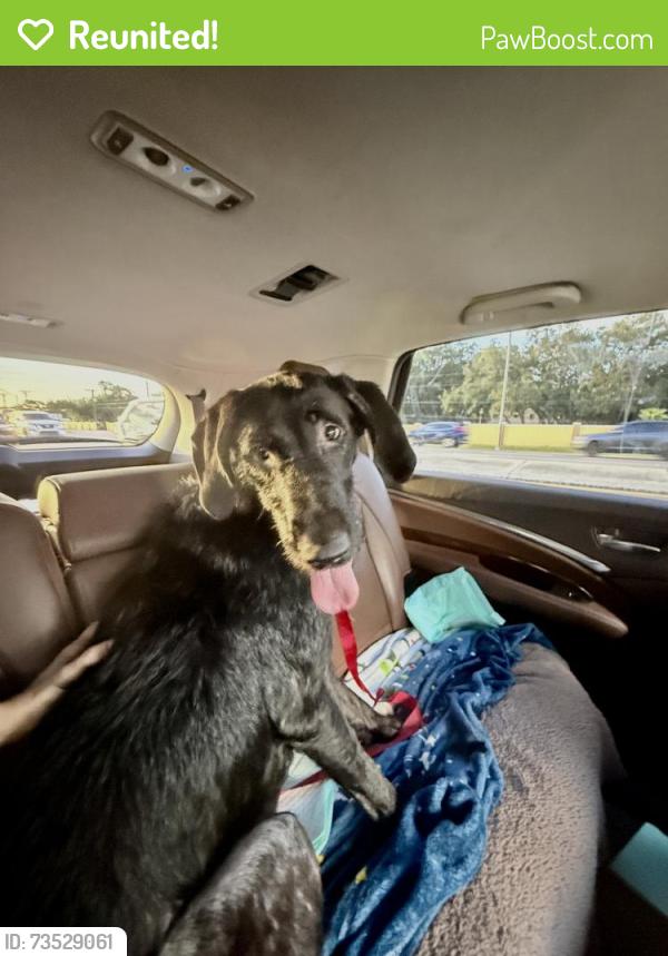 Reunited Female Dog last seen Raintree Blvd and Cleveland Heights Blvd, Lakeland, FL 33803