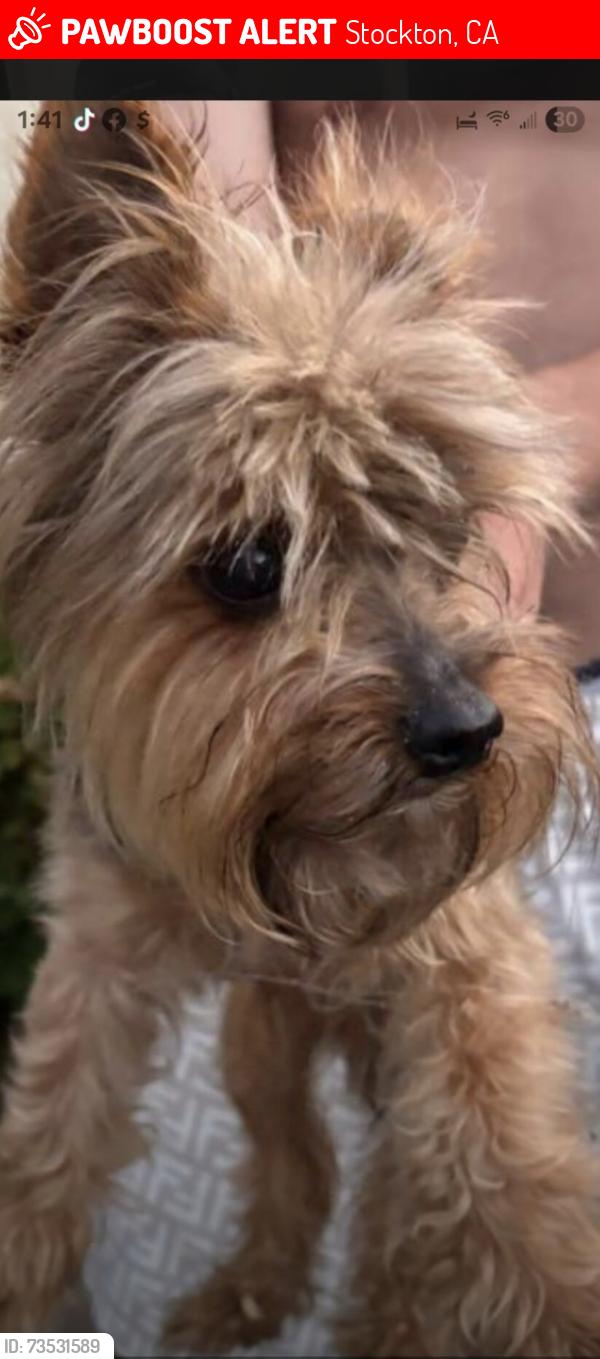 Lost Male Dog last seen Warmspring, Stockton, CA 95219