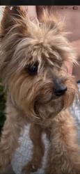 Lost Male Dog last seen Warmspring, Stockton, CA 95219