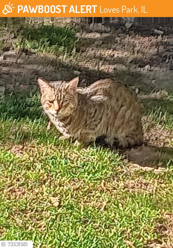 Found/Stray Unknown Cat last seen PERRYVILLE AND BROADCAST PKWY, Loves Park, IL 61111