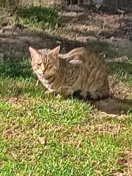 Found/Stray Unknown Cat last seen PERRYVILLE AND BROADCAST PKWY, Loves Park, IL 61111