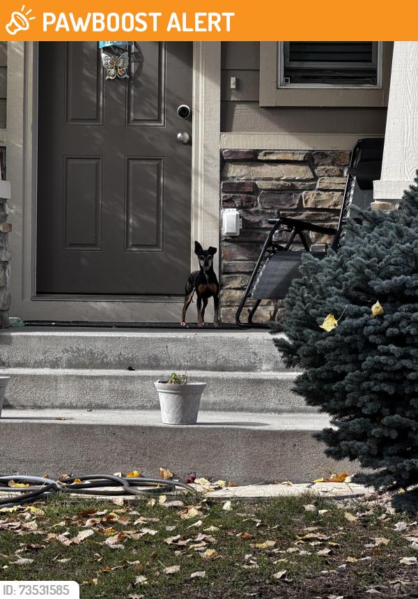 Found/Stray Unknown Dog last seen Lucky Lindy, Colorado Springs, CO 80911