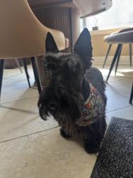 Reunited Male Dog last seen Glen loch going south, The Woodlands, TX 77381