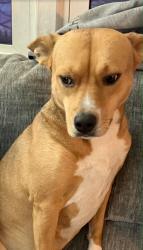 Lost Female Dog last seen Rt 27, Haines City, FL 33837