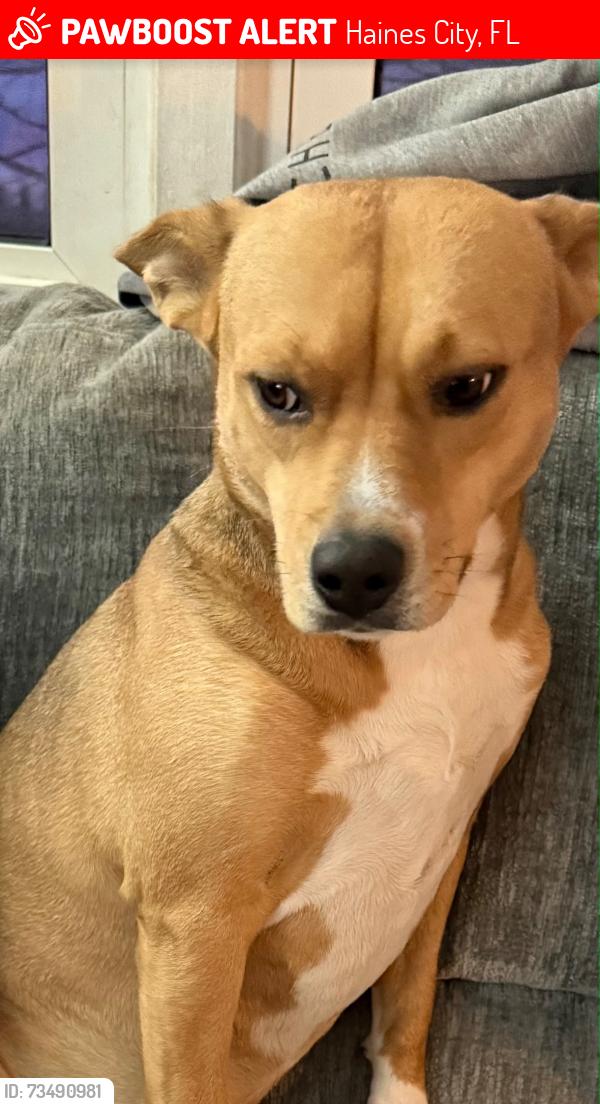 Lost Female Dog last seen Rt 27, Haines City, FL 33837
