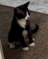 Lost Female Cat last seen 1st ave shakopee, Shakopee, MN 55379