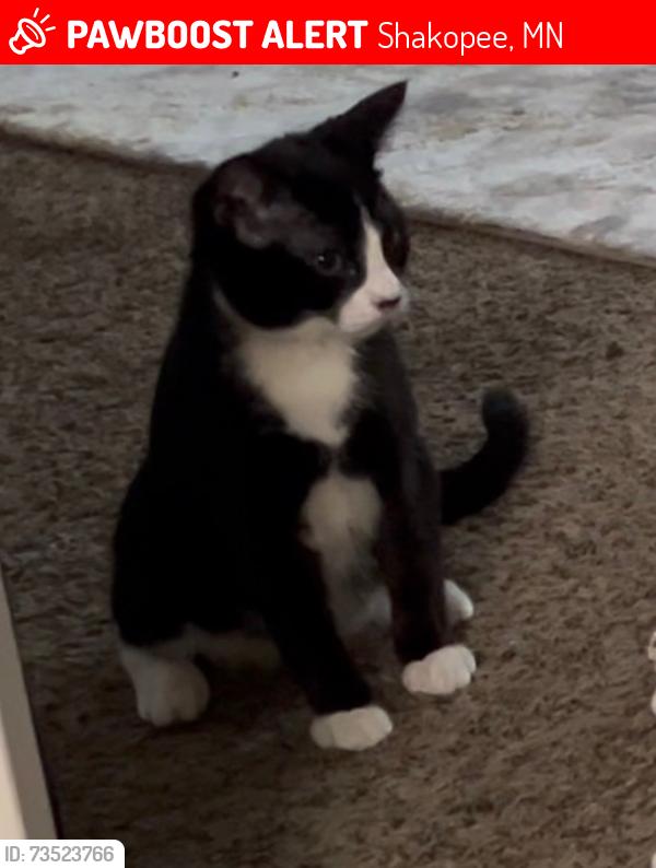 Lost Female Cat last seen 1st ave shakopee, Shakopee, MN 55379