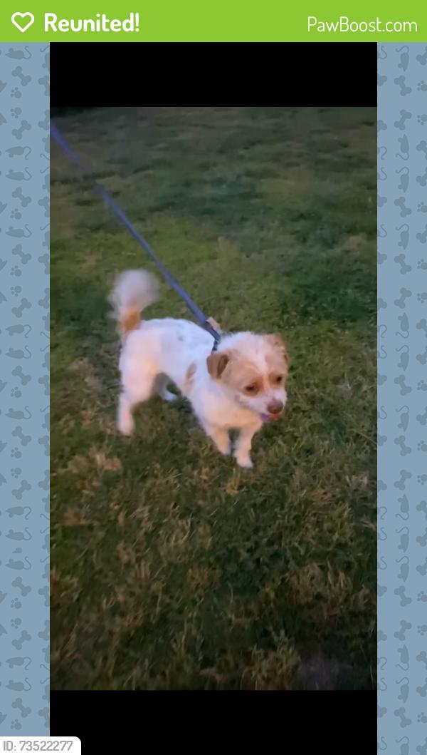 Reunited Male Dog last seen Near e sunnyview Ave Visalia 93291, Visalia, CA 93291