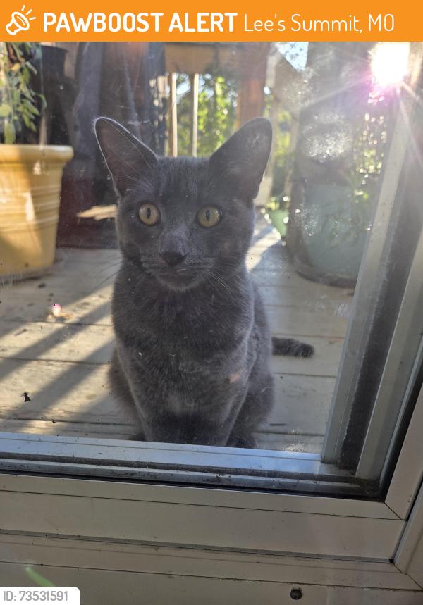 Found/Stray Unknown Cat last seen Near hwy Bowlin rd Lees Summit, Missouri, Lee's Summit, MO 64064