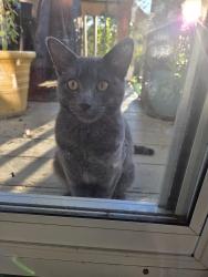 Found/Stray Unknown Cat last seen Near hwy Bowlin rd Lees Summit, Missouri, Lee's Summit, MO 64064