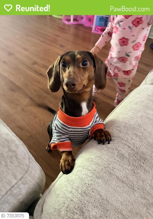 Reunited Male Dog last seen Near S Narcissus Ave, Broken Arrow, OK 74012, USA, Broken Arrow, OK 74012
