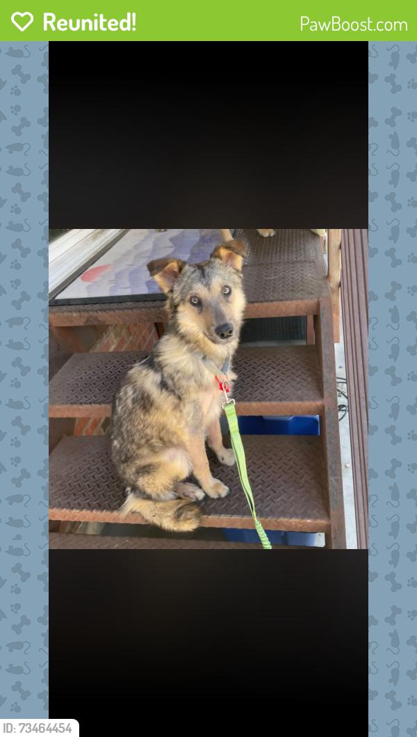 Reunited Male Dog last seen Lincoln/parker rd, Parker, CO 80134