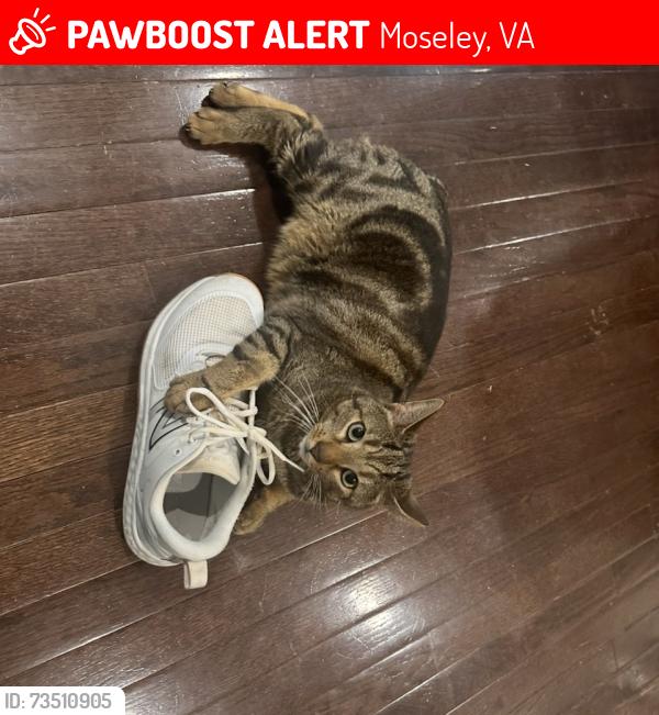 Lost Male Cat last seen Stonewolf Ct., Moseley, VA 23120