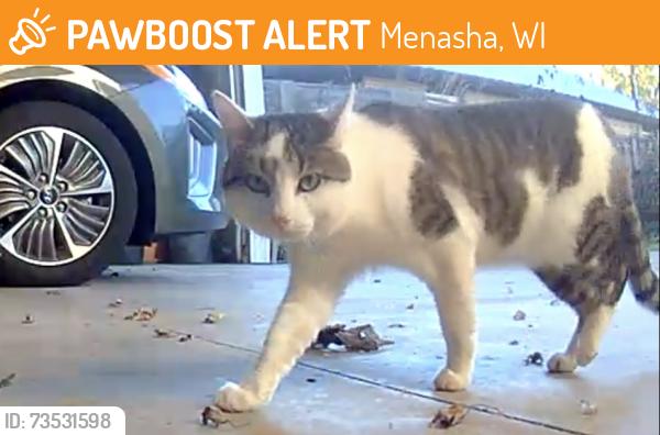 Found/Stray Unknown Cat last seen Tayco St, Menasha, WI 54952