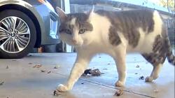 Found/Stray Unknown Cat last seen Tayco St, Menasha, WI 54952