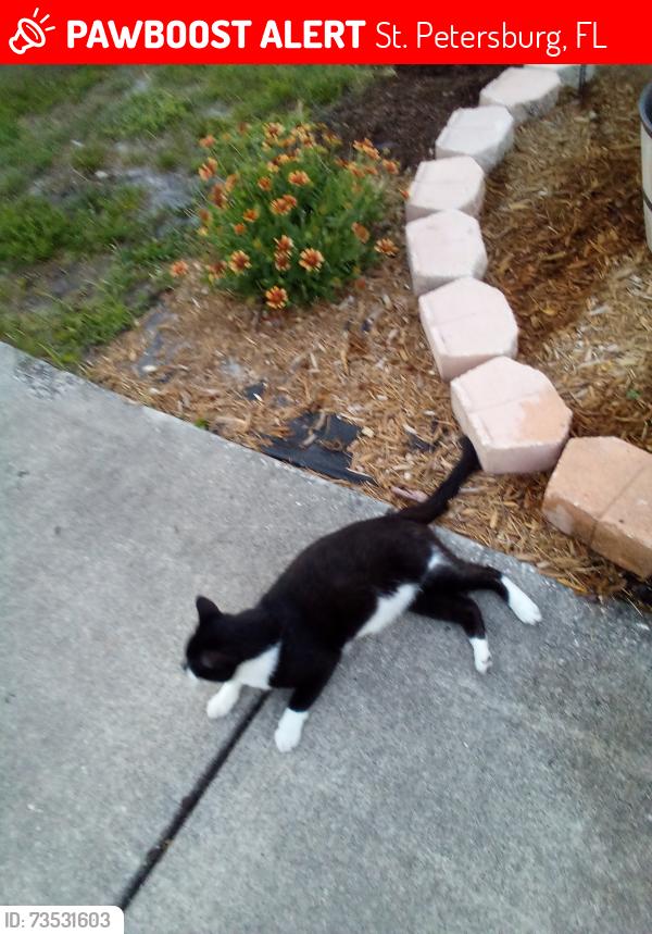 Lost Male Cat last seen 49th st., St. Petersburg, FL 33709