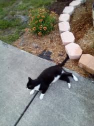 Lost Male Cat last seen 49th st., St. Petersburg, FL 33709
