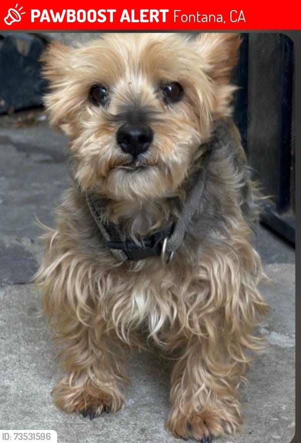 Lost Male Dog last seen RED GUM, Fontana, CA 92335
