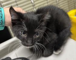 Found/Stray Unknown Cat last seen Port St. Lucie, Port St. Lucie, FL 34986
