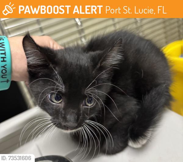 Found/Stray Unknown Cat last seen Port St. Lucie, Port St. Lucie, FL 34986