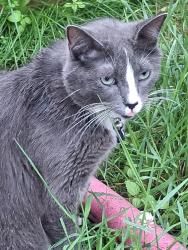 Lost Female Cat last seen Hamlet park, Cottage Grove, MN 55016