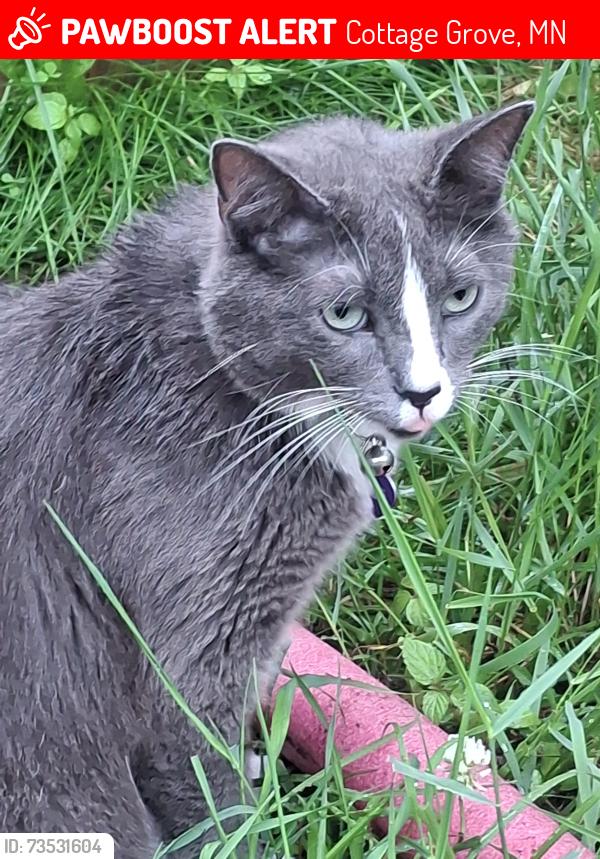 Lost Female Cat last seen Hamlet park, Cottage Grove, MN 55016