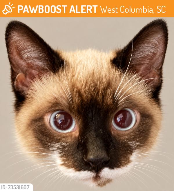 Found/Stray Unknown Cat last seen please post: Is anyone missing this baby? Rainbow Circle/S.Woodside Pky/Darby Place/Fox Glenn/Stockman Drive, West Columbia. I scanned it for a chip. It is not chipped. Must tell me unique identifiers, vet records, and photos about this cat., West Columbia, SC 29170