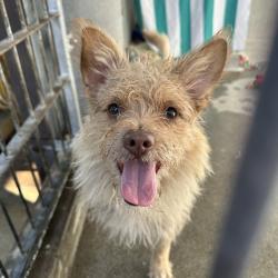 Shelter Stray Male Dog last seen , 361 S Raymond Ave, Pasadena, CA 91105, USA