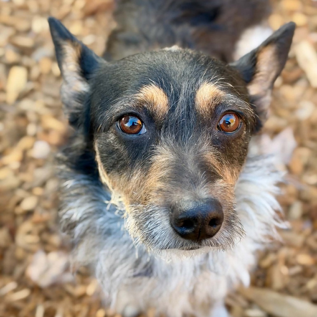 Shelter Stray Female Dog last seen , 2608 Center St, Tacoma, WA 98409, USA