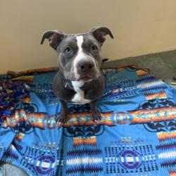 Shelter Stray Female Dog last seen , 361 S Raymond Ave, Pasadena, CA 91105, USA