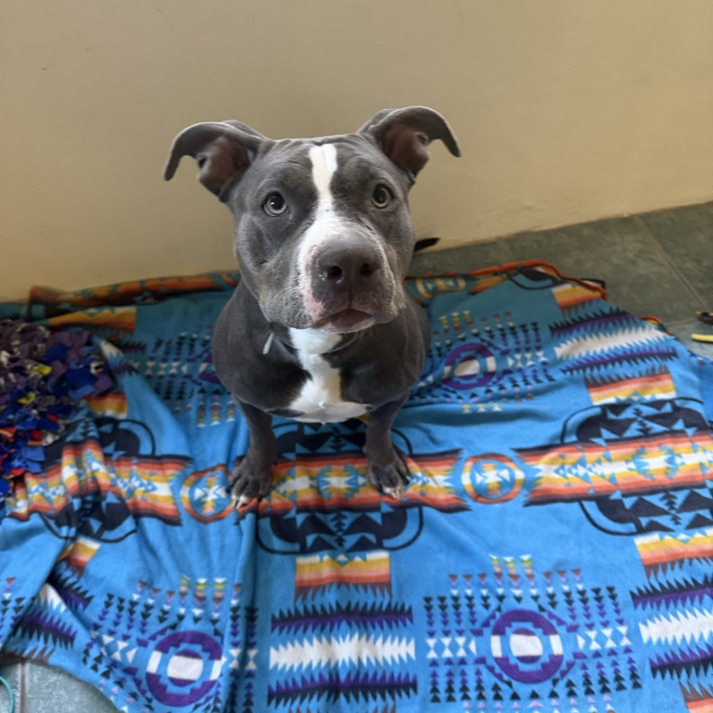 Shelter Stray Female Dog last seen , 361 S Raymond Ave, Pasadena, CA 91105, USA
