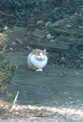 Lost Male Cat last seen Montgomery Avenue/N Spring Mill Rd Villanova, Villanova, PA 19085