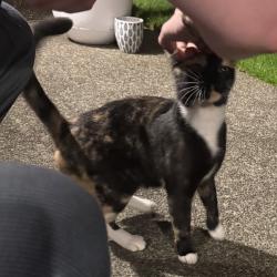 Shelter Stray Unknown Cat last seen , 2608 Center St, Tacoma, WA 98409, USA
