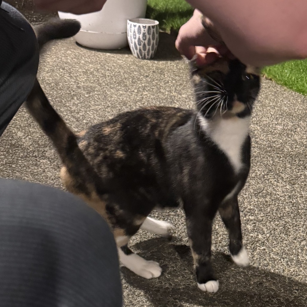 Shelter Stray Unknown Cat last seen , 2608 Center St, Tacoma, WA 98409, USA
