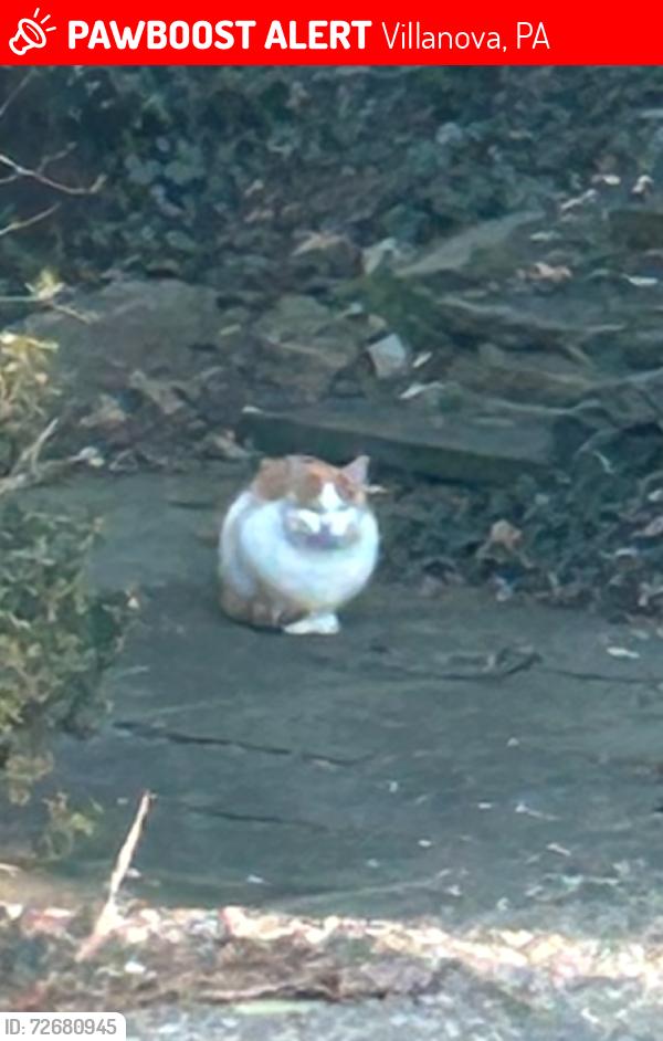 Lost Male Cat last seen Montgomery Avenue/N Spring Mill Rd Villanova, Villanova, PA 19085