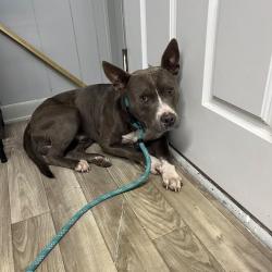 Shelter Stray Male Dog last seen , 2060 NE Rocky Ford Rd, Pinetta, FL 32350, USA