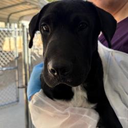 Shelter Stray Male Dog last seen , 328 Furman Hall Rd, Greenville, SC 29609, USA