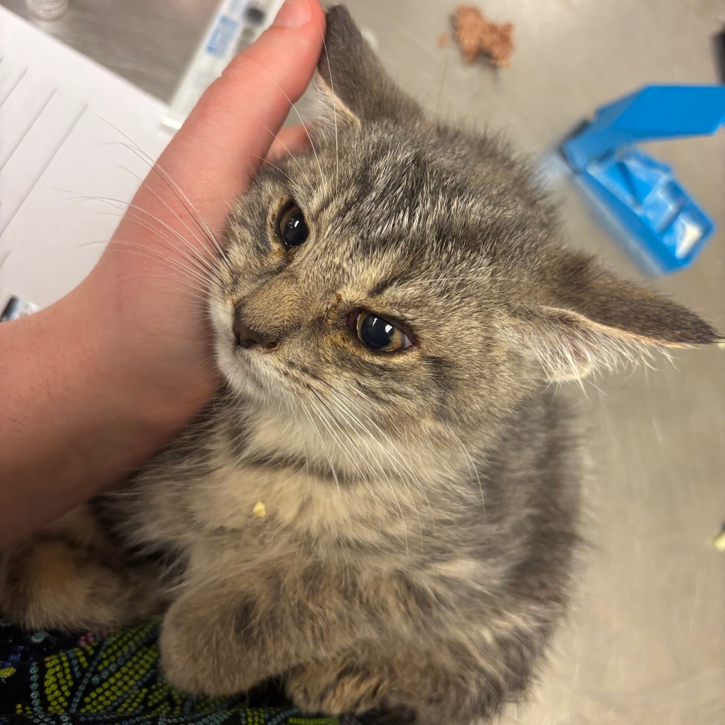 Shelter Stray Male Cat last seen , 54687 Co Rd 19, Bristol, IN 46507, USA