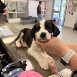 Shelter Stray Male Dog last seen , 244 Georgetown Rd, Jacksonville, NC 28540, USA