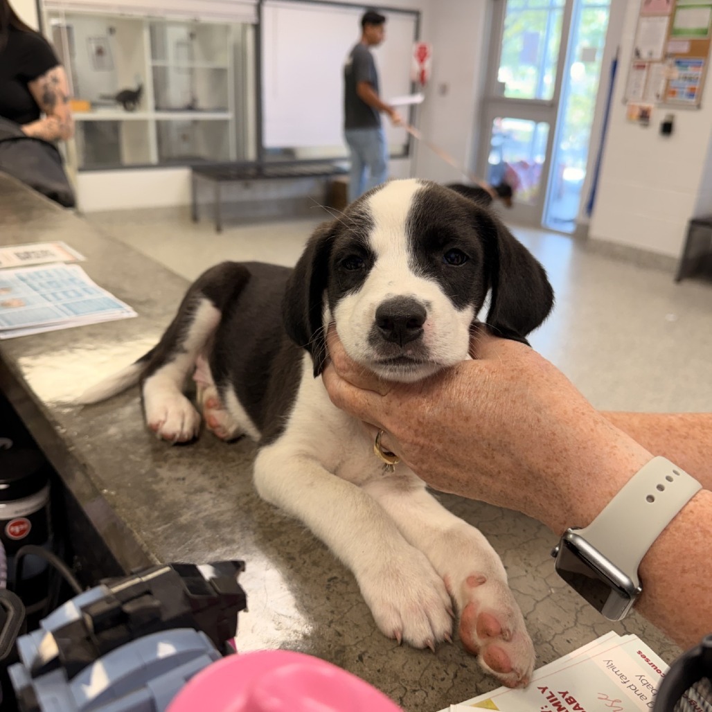Shelter Stray Male Dog last seen , 244 Georgetown Rd, Jacksonville, NC 28540, USA